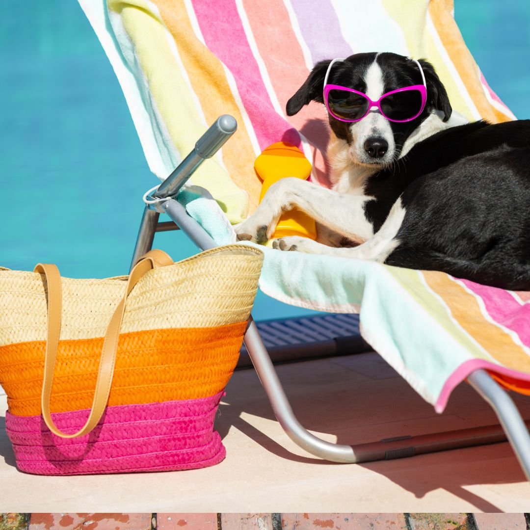 Summer Safety Tips for You & Your Dog