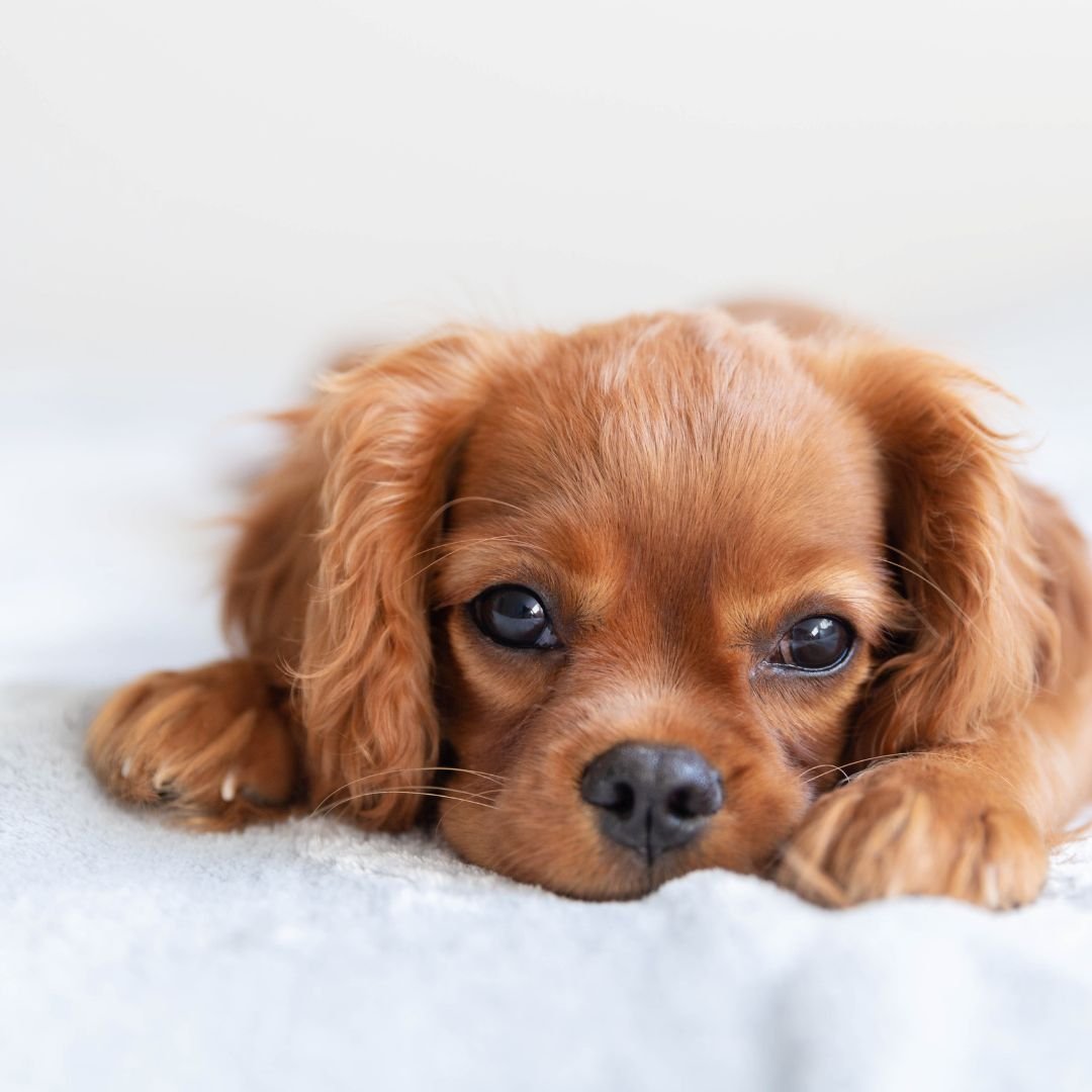 Puppy Power: How to Start Training Your New Puppy