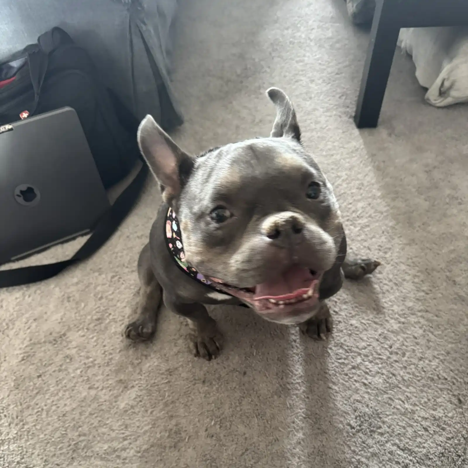 Aggression Toward People: Jasper’s Story