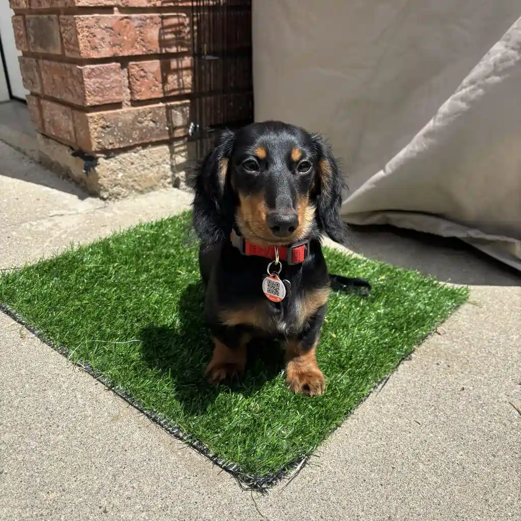 Kawsko’s Story: Overcoming Puppy Separation Anxiety