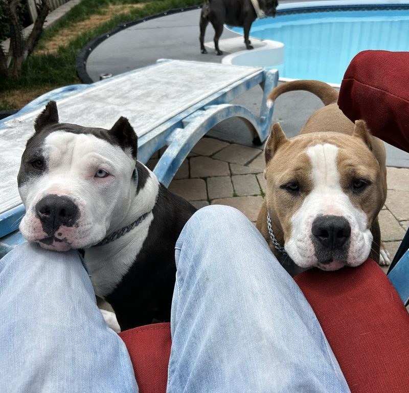 Aggression Between Housemates: Diesel & Titan’s Journey